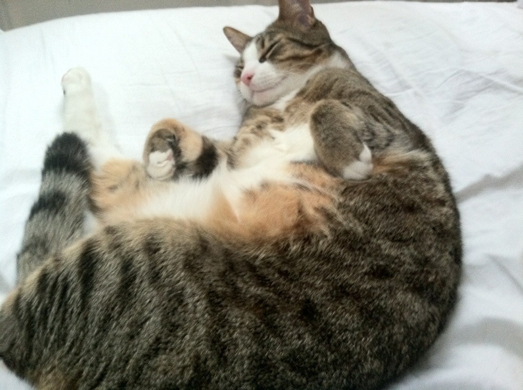 华体会登陆-唯一性,当加拿大冰封加纳,卢卡库在谁的梦里成为大场面先生? 第2张 华体会登陆-唯一性,当加拿大冰封加纳,卢卡库在谁的梦里成为大场面先生? 第2张