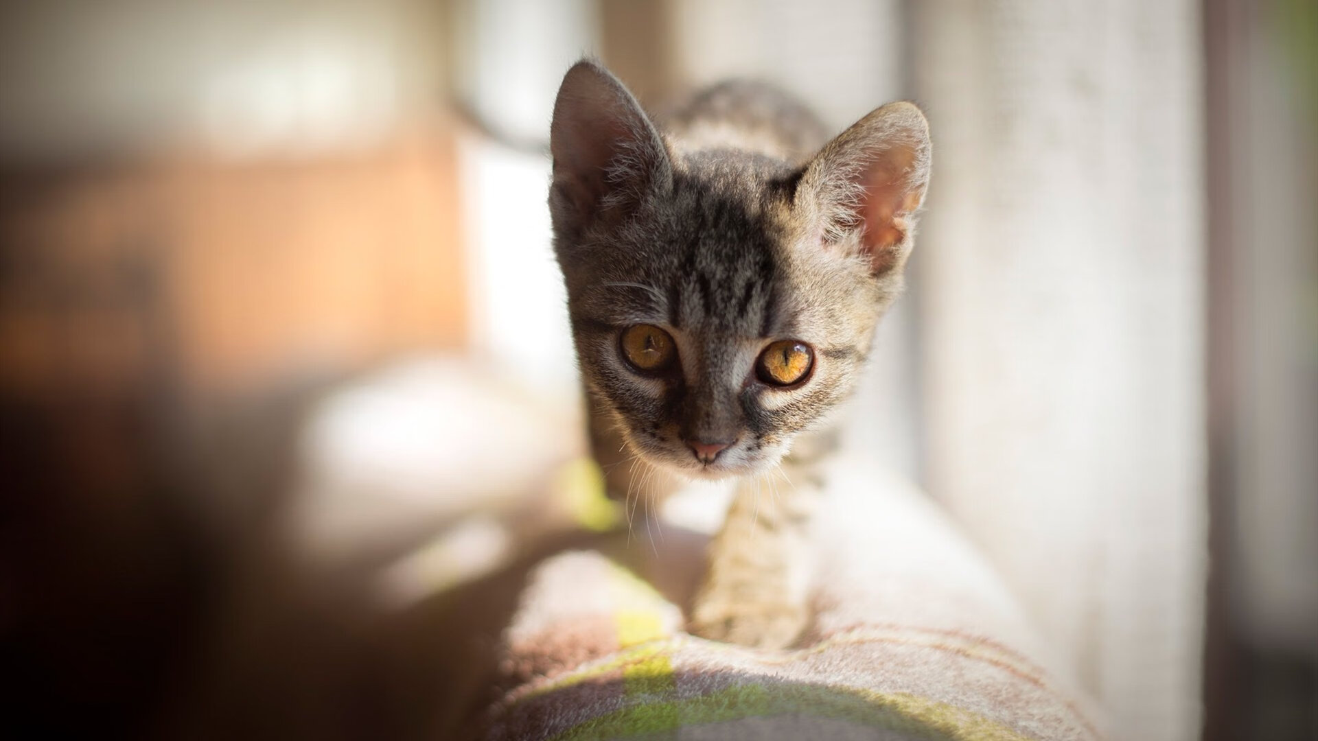 华体会登录-绿茵重组，托尼之光撕裂北欧防线，南非逆袭挪威记  第1张