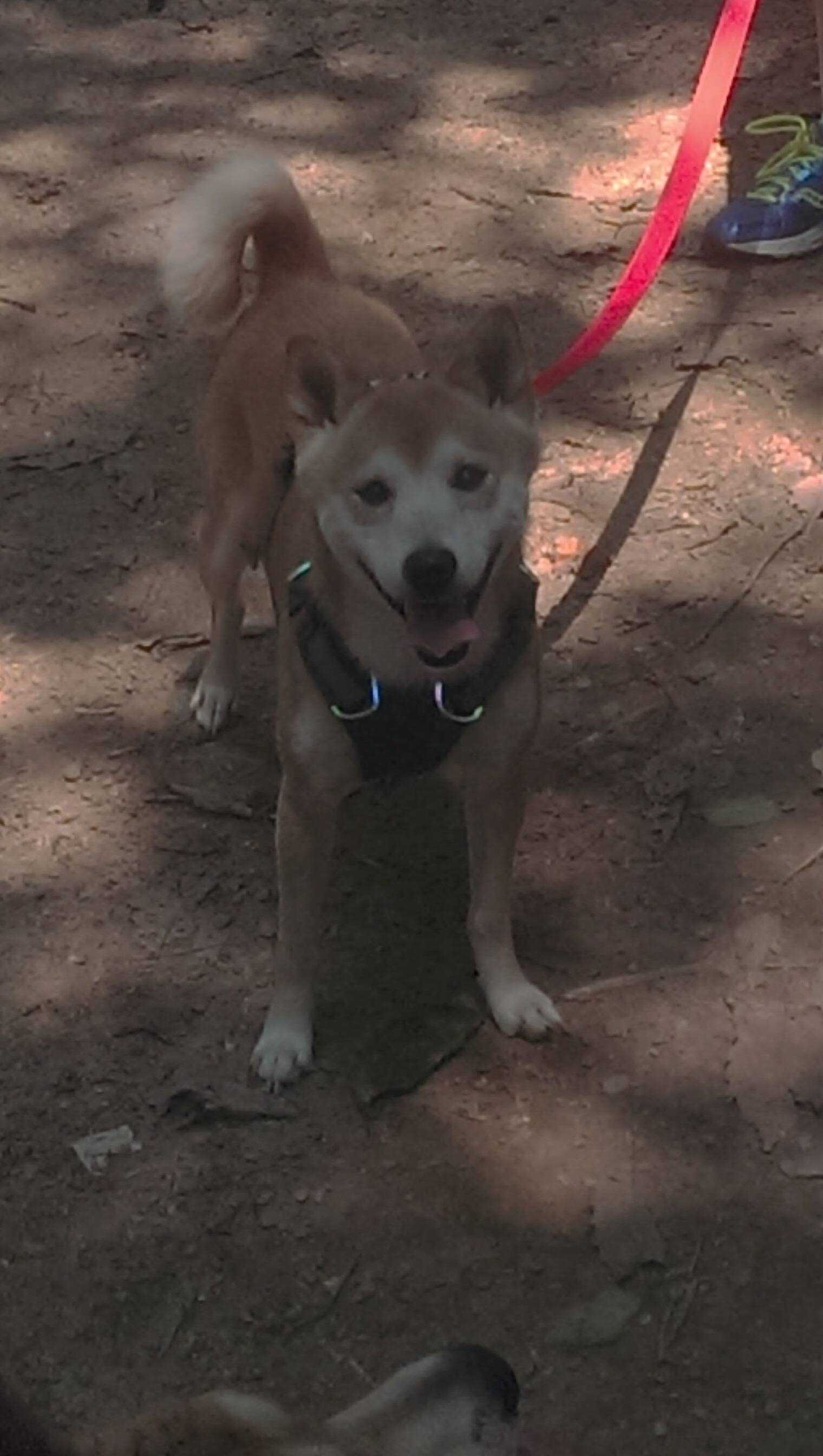 华体会体育-范乔丹降临北境，当弗利特时刻席卷吉林速胜之潮  第2张